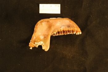 Media type: image;   Mammalogy 22735